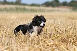 BORDER COLLIE 122